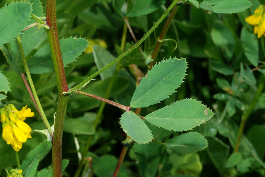 Trigonella esculenta / Fieno greco cornicolato